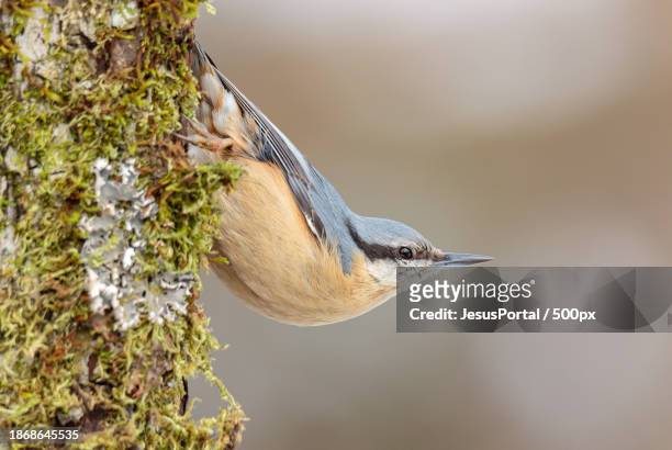 close-up of songnuthatch perching on branch,spain - escondite stock-fotos und bilder