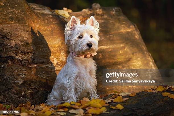 herbst westie - west highland white terrier stock-fotos und bilder