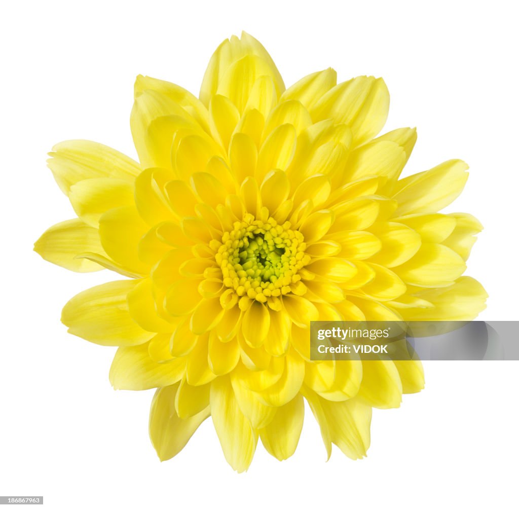 Chrysanthème