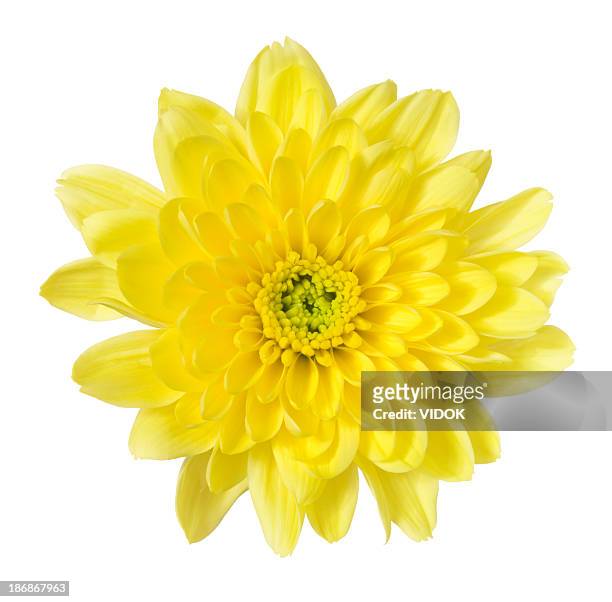 chrysanthemum - yellow flowers stock pictures, royalty-free photos & images