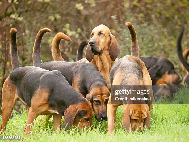 what’s that smell? - bloodhound stock pictures, royalty-free photos & images