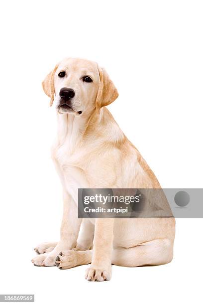 labrador dog sitting on white background - labrador retriever stockfoto's en -beelden