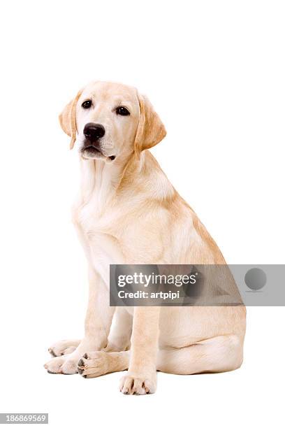 cachorro bonito - labrador cão de busca - fotografias e filmes do acervo