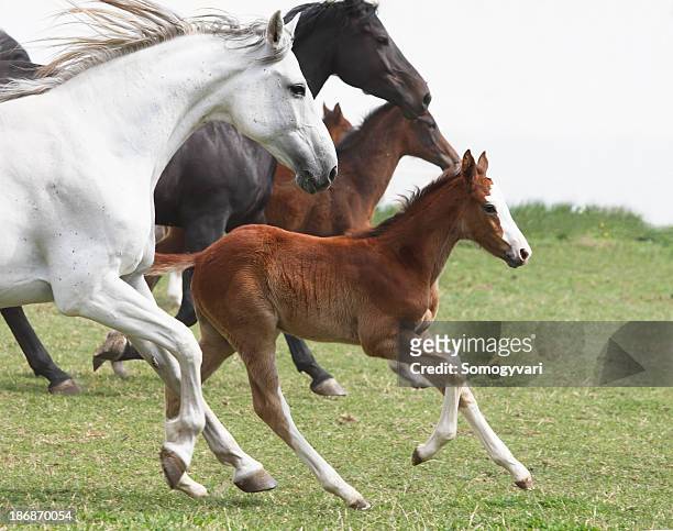 a group of galloping horses in an open field - colts stockfoto's en -beelden
