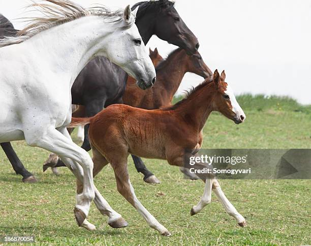 a group of galloping horses in an open field - gray foal stock pictures, royalty-free photos & images