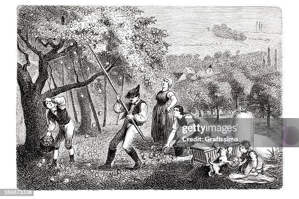 engraving farmer picking apples at fruit plantation 1835 - farmer picking apples stock illustrations