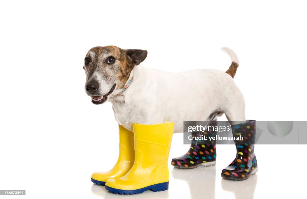 Wellington Boot Dog