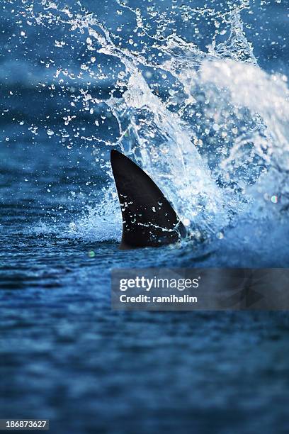 glimpse of big shark fin in splashing water - shark attack 個照片及圖片檔