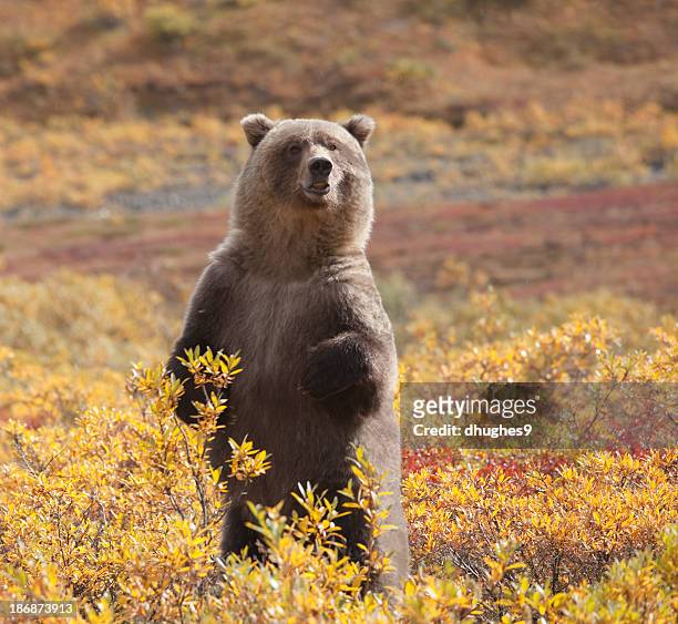 grizzly, debout au milieu du feuillage d'automne, parc national de denali, alaska - toundra photos et images de collection