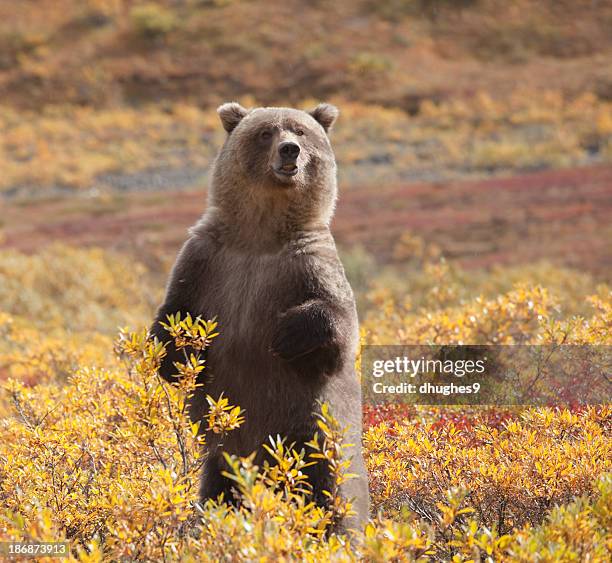 orso grizzly in piedi circondato da fogliame autunnale, parco nazionale di denali, alaska - denali national park foto e immagini stock