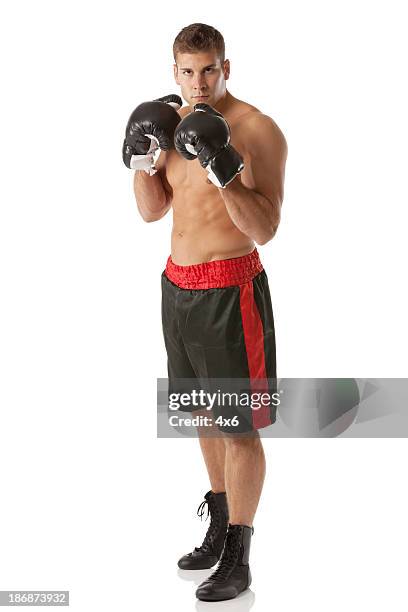 porträt der boxer im kampf pose - boxing gloves isolated stock-fotos und bilder