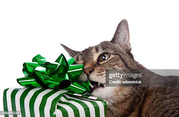 cat chewing on present - happy birthday cat stock pictures, royalty-free photos & images