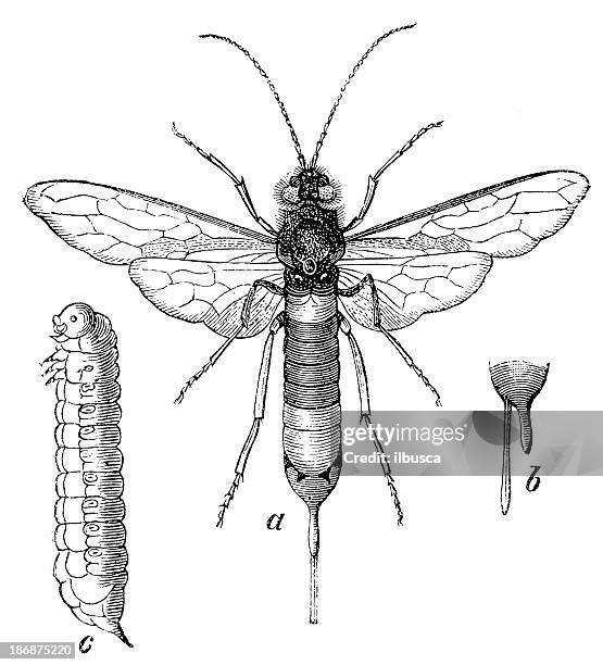 great horntail (sirex gigas) - worm dance stock illustrations
