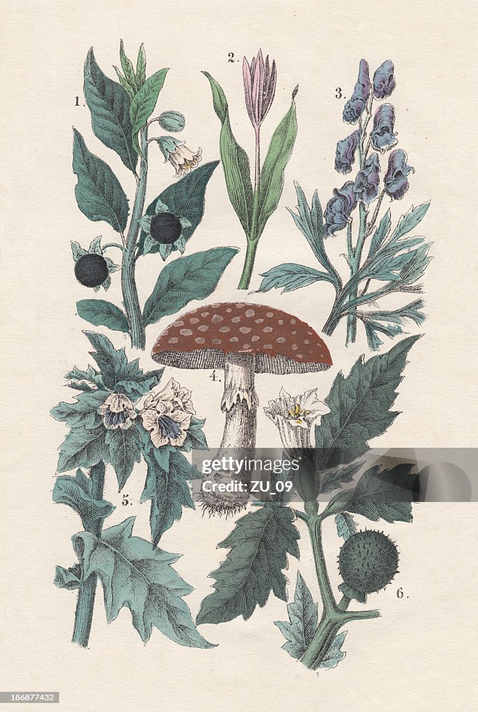 Plants, hand-colored lithograph, published in 1880