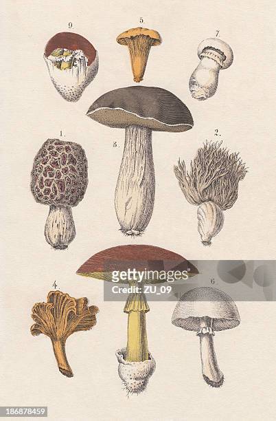 edible mushrooms, hand-colored lithograph, published in 1880 - amanita parcivolvata stock illustrations