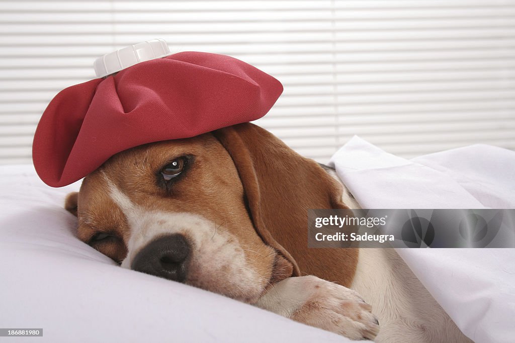 Canino paciente en el Hospital habitación