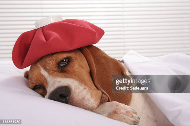 canine patient in hospital room - hangover headache stock pictures, royalty-free photos & images