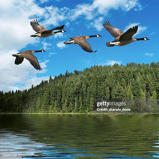 xxxl migración de canadá gansos - goose bird fotografías e imágenes de stock