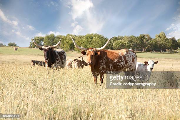 texas longhorn herd in field - texas longhorn stock pictures, royalty-free photos & images
