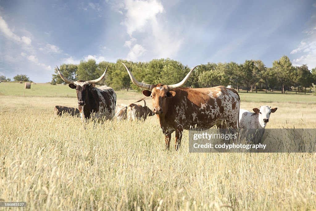 Texas Longhorn Herd In Field