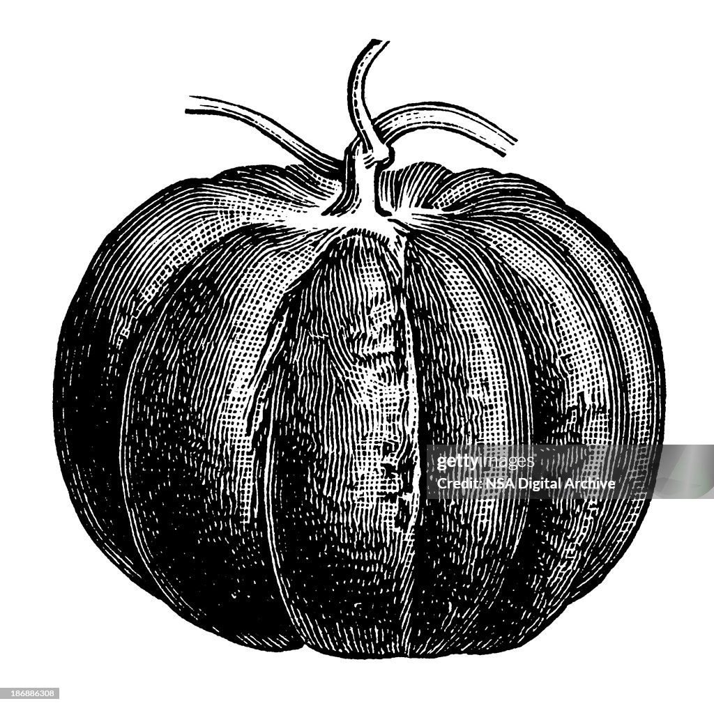 Pumpkin | Antique Design Illustrations