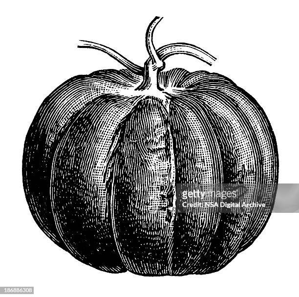 pumpkin | antique design illustrations - high contrast stock illustrations