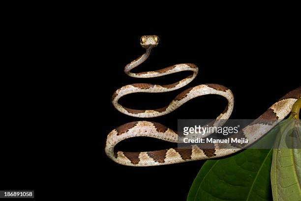 balance - tree snake stock pictures, royalty-free photos & images
