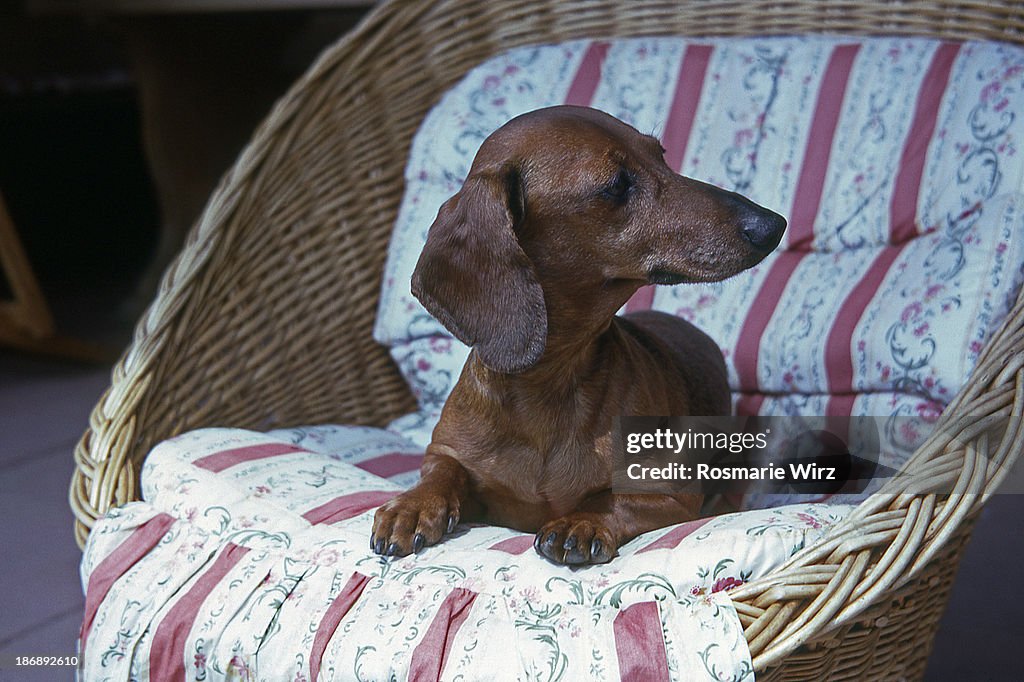 Gipsy the Dachshund Lady