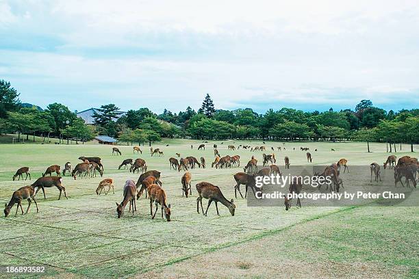 the sea in nara - 奈良県 ストックフォトと画像