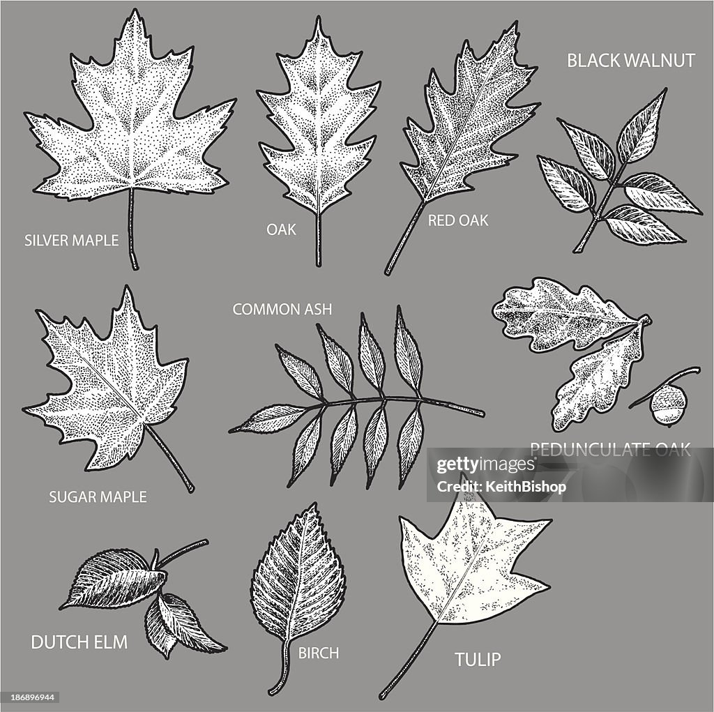 Oak Vs Maple Leaf: Nature's Leaf Showdown