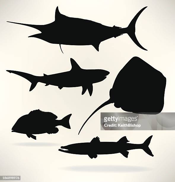 stockillustraties, clipart, cartoons en iconen met sealife- saltwater fish, shark, red snapper, sailfish, barracuda - barracuda