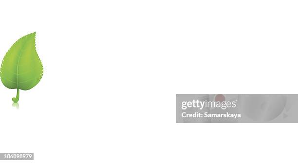 leaf - empty white studio stock illustrations
