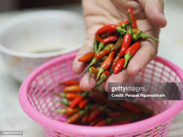 hand hold red green thai pepper chilli padi - guindilla tailandesa fotografías e imágenes de stock
