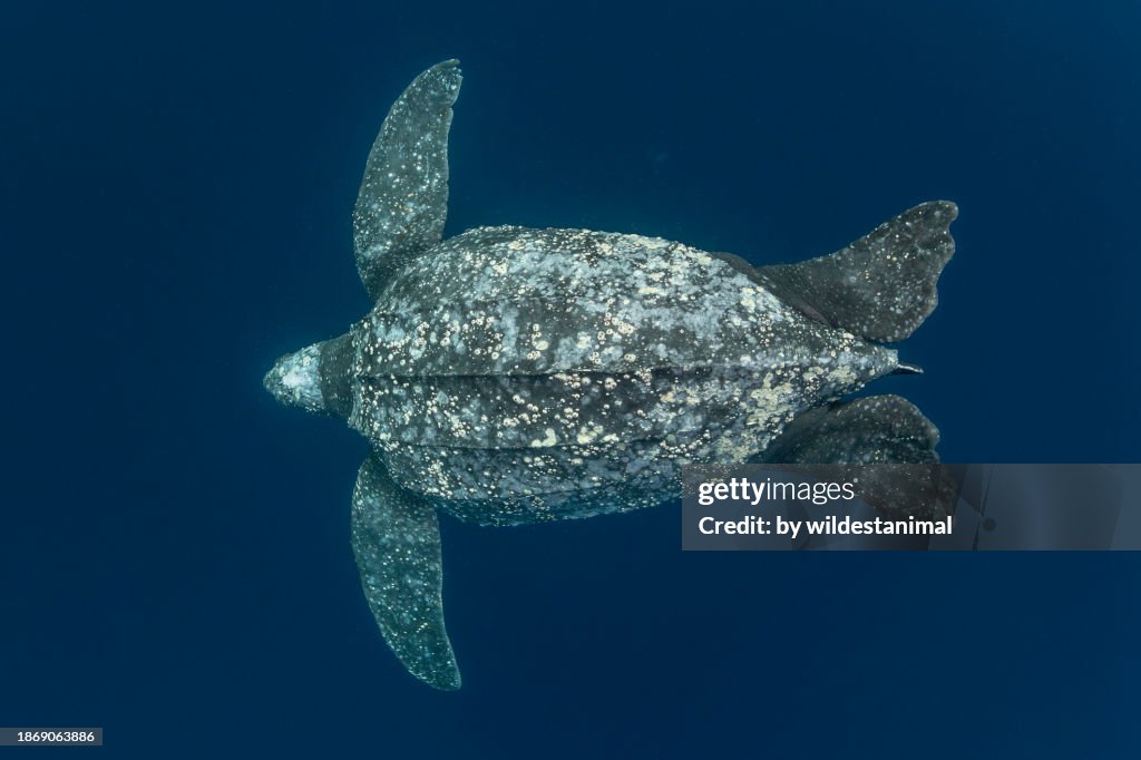 Leatherback turtle swimming.