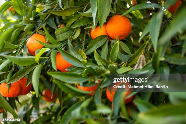 laranjeiras e fruticultura - citrus grove - fotografias e filmes do acervo