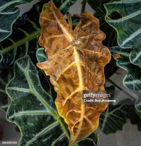 alocasia amazonica polly plants having leaf blight disease. - dying houseplant stock pictures, royalty-free photos & images