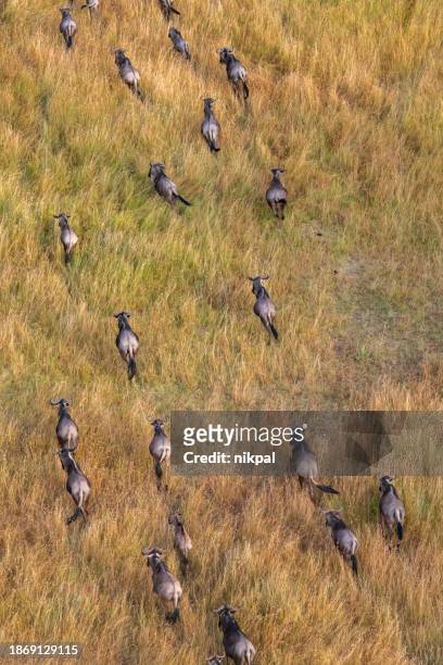 from above- a group of wildebeest running in the savannah during the great migration taken from above with a hot air balloon - serengeti - tanzania - mammal stock pictures, royalty-free photos & images