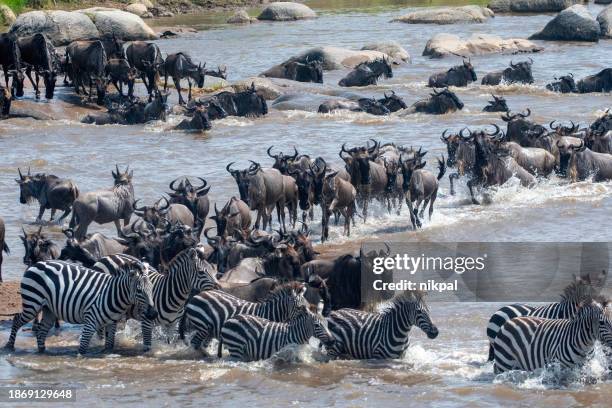 the crossing - wildebeest and zebras crossing the masai river during the great migration in serengeti national park – tanzania - dierlijke migratie stockfoto's en -beelden