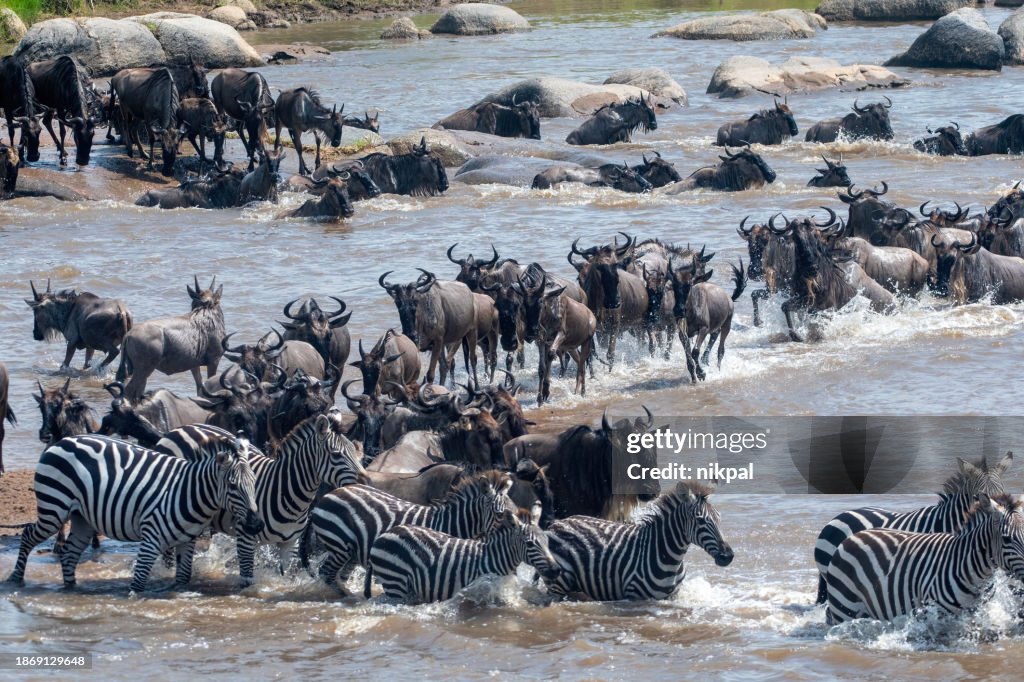 The crossing - Wildebeest and zebras crossing the Masai River during the great migration in Serengeti National Park – Tanzania