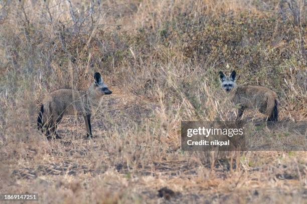 a pair of bat-eared foxes in the plains of tarangire national park - tanzania - bat ears stock pictures, royalty-free photos & images