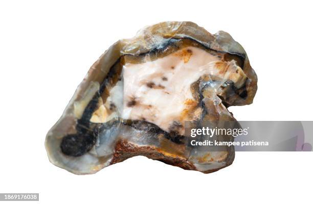 close-up of texture pattern petrified wood isolated on white background - petrified wood stock-fotos und bilder