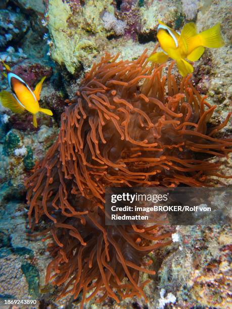 fluorescent bubble-tip anemone (entacmaea quadricolor) inhabited by a pair of red sea clownfish (amphiprion bicinctus), dive site house reef, mangrove bay, el quesir, red sea, egypt, africa - entacmaea quadricolor stock pictures, royalty-free photos & images