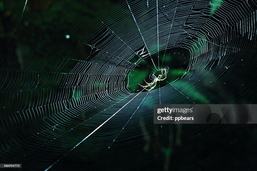 Spider