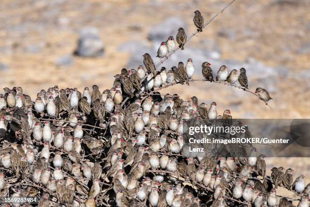 red-billed quelea (quelea quelea) etosha national park, kunene region, namibia, africa - red billed queleas stock pictures, royalty-free photos & images