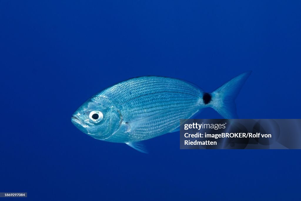 Banded seabream (Oblada melanura), in the Mediterranean near Hyeres. Unicoloured blue background, detachable. Dive site marine reserve Port Cros, Cote d' Azur, France, Europe