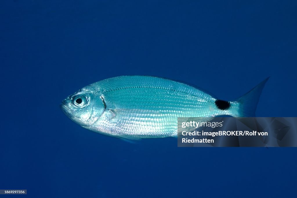 Banded seabream (Oblada melanura), in the Mediterranean near Hyeres. Unicoloured blue background, detachable. Dive site marine reserve Port Cros, Cote d' Azur, France, Europe