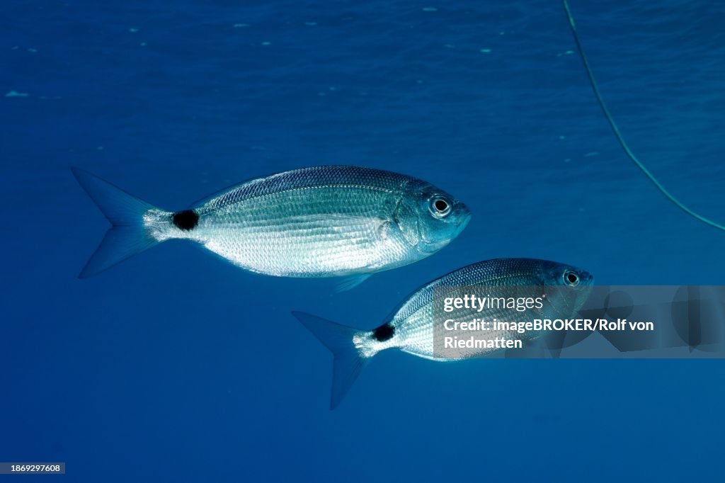 Two (Oblada melanura) specimens of sea bream, in the Mediterranean near Hyeres. Unicoloured blue background, detachable. Dive site marine reserve Port Cros, Cote d' Azur, France, Europe
