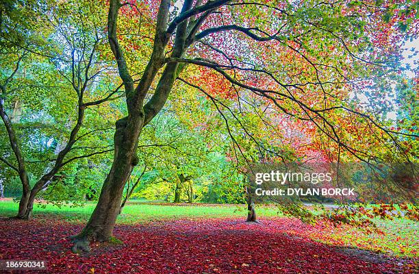 bleeding love - westonbirt foto e immagini stock