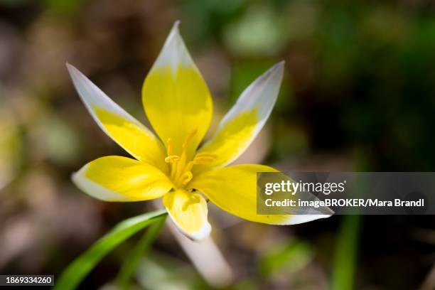 white-yellow flower of a tarda tulip (tulipa urumiensis), bavaria, germany, europe - tulipa tarda stock pictures, royalty-free photos & images