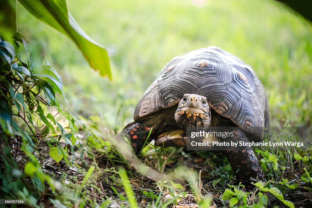 Tiny the tortoise